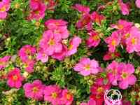 Лапчатка белиссима