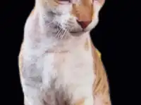 Пропал кот СФИНКС рыжий велюровый Вознаграждение 200.000, фотография 3