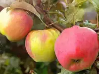 Саженец яблони 