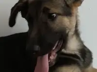 Отдам щенка бесплатно, фотография 2