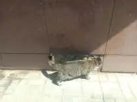 Пропала кошка, фотография 2