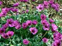 Герань садовая гюссепии