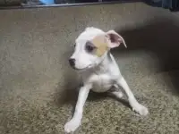 Продажа Американский Стаффордширский терьер, фотография 9