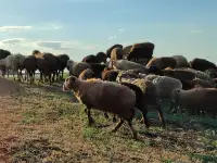 Мелкий скот, бараны, фотография 6