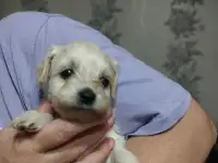 Продажа мальтипу, фотография 5