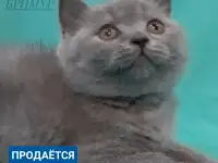 Британские котята, фотография 6