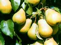 Груша чижовская