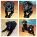 Продам щенков лабрадора черного окраса, фотография 7