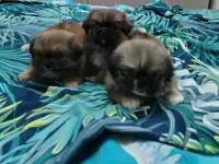 Продам щенков пекинеса, фотография 2