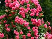 Роза розариум ютерсен плетистая, топалович