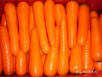 Машина для мойки и очистки корнеплодов Vega ST 800, фотография 6