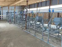 Молокопровод, дойка крс, фотография 2