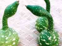 Рассада тыквы, фотография 4