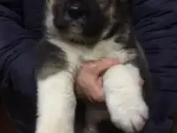 Продаю щенки Кавказской овчарки , 7 месяцев., фотография 3