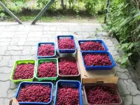 Дача 15 соток, Алматинская область, Талгарский район, с.о. Кендалинский, с. Кендала, с/т Медик-, фотография 12