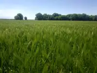 Продаю Ячмень Сорт Атлин Канадский В Меркенском районе, фотография 4