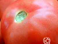 Семена Томат Амурская заря