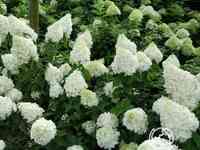 Гортензия полар бир