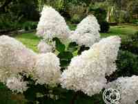 Гортензия фантом