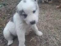 Продается ПАРОДИСТЫЕ щенки! Срочно, фотография 7