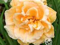 Лилейник икебана стар