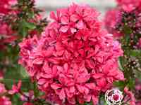 Флокс метельчатый Клеопатра