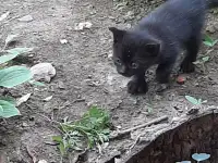 Потерялись хозяева у маленьких котят, фотография 8