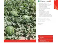 Продаем семена арбуза, фотография 9