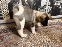 Американская Акита, фотография 5