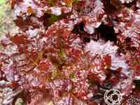 Семена Салат Вишневая дымка 0.5г