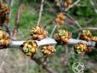 Облепиха Алей