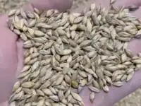 Ячмень, фотография 3