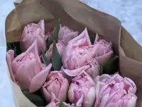 Тюльпаны оптом и в розницу к 8 марта, фотография 10
