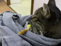 Отдам кошку Дымку Астана, фотография 3