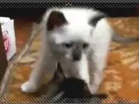 Пушистый дружочек, фотография 2