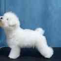 Бишон Фризе., фотография 4
