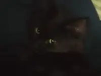 Отдам котенка в добрые руки, фотография 2