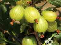 Крыжовник Финский зеленый