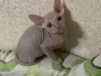 Продам  котят сфинкс, фотография 2