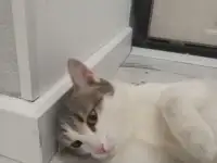 Отдам котенка в добрые руки, фотография 6