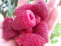 продаю лилию Марлен, кипрей, многолетние цветы, малину, вишню, сливу и др., фотография 9