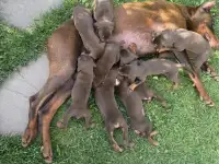 Щенки добермана, фотография 5