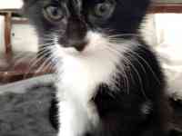 Отдам котенка в хорошие руки, фотография 2