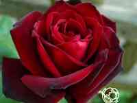 Роза баркароле чайно-гибридная, топалович
