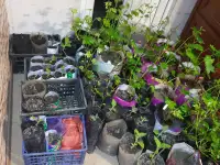 Продам саженцы Павлонии, фотография 2