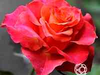 Роза апачи, топалович