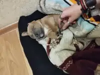 Щенок Амстаффа 2 месяца,мальчик