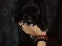 продам щенят пикинесы 1 мальчик 1 девочка рожденые 28 в ночь на 29 июля