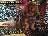 Мейн Кун красный солид. Шоу класс. Питомник, фотография 2