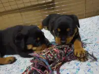 Продам, фотография 6